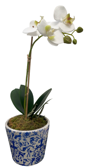 15" Phalaenopsis Orchid with Decorative Pot