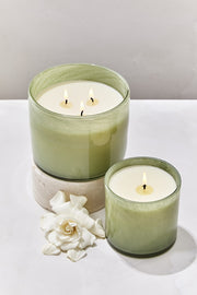 Fresh Cut Gardenia