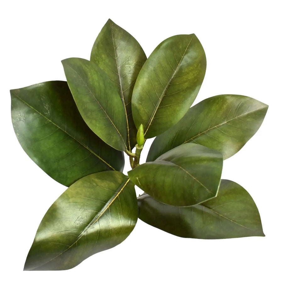 16” Fresh Cut Magnolia Leaf Stem - Green