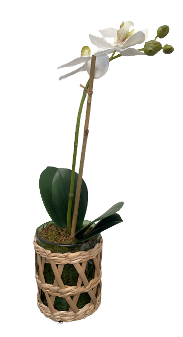 Rattan Woven Cachepot with 15" Phalaenopsis Orchid