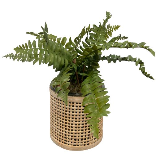 Woven Wicker and Glass Container with Boston Fern