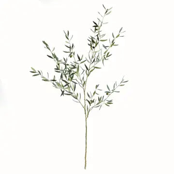 Olive Branch